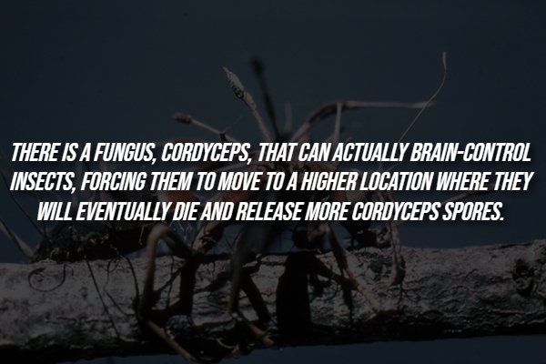 interestingfacts288_001