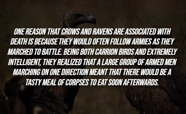 interestingfacts288_012