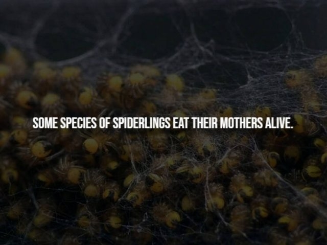 interestingfacts291_003