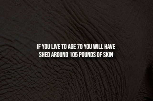 interestingfacts291_011