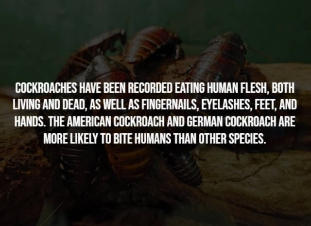 interestingfacts291_014