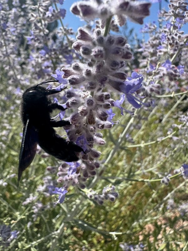 randompics1763_058