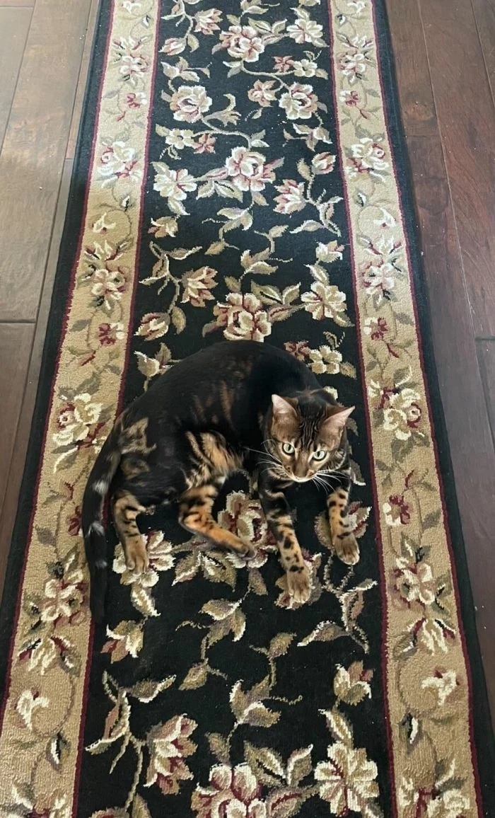 camouflage8_007