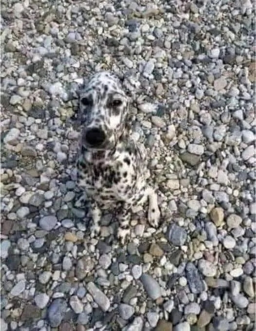 camouflage8_009