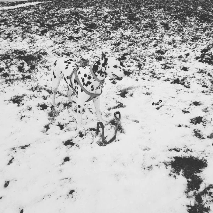 camouflage8_011