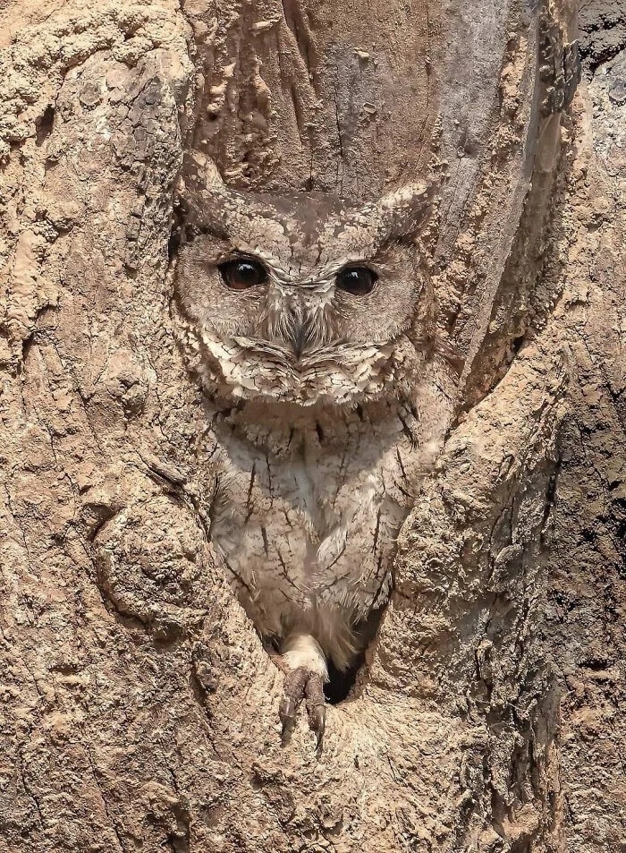 camouflage8_028