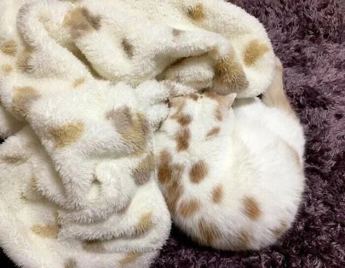 camouflage8_039