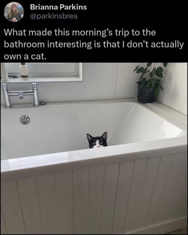 funnycats86_011