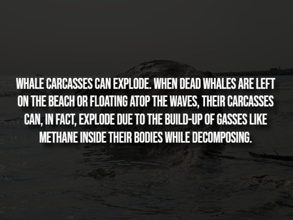 interestingfacts293_008