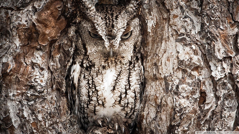 camouflage9_036