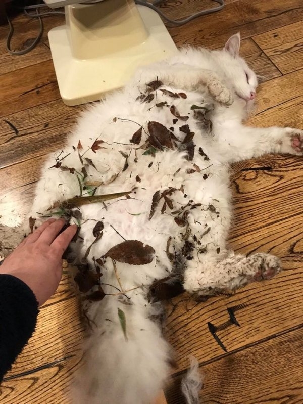 funnycats90_001
