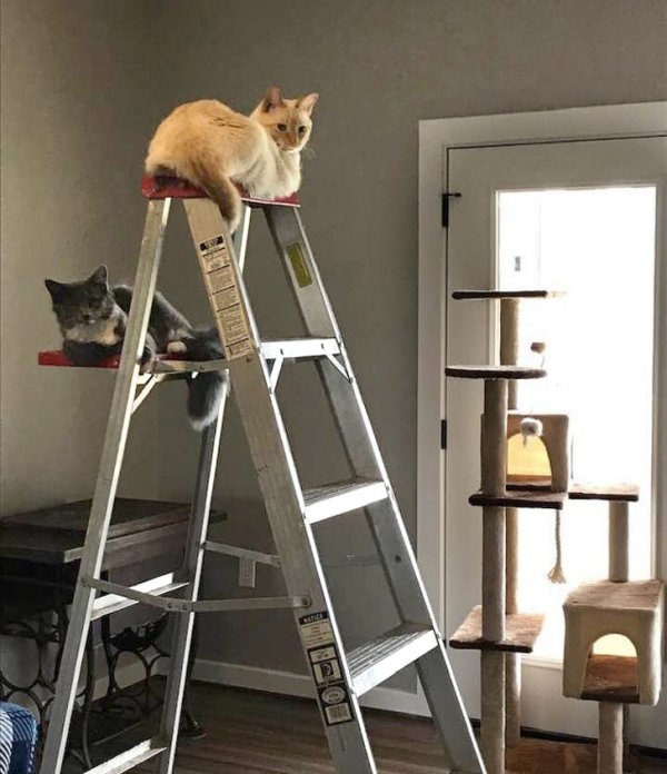 funnycats90_002