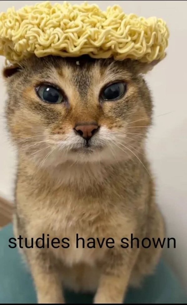funnycats90_004