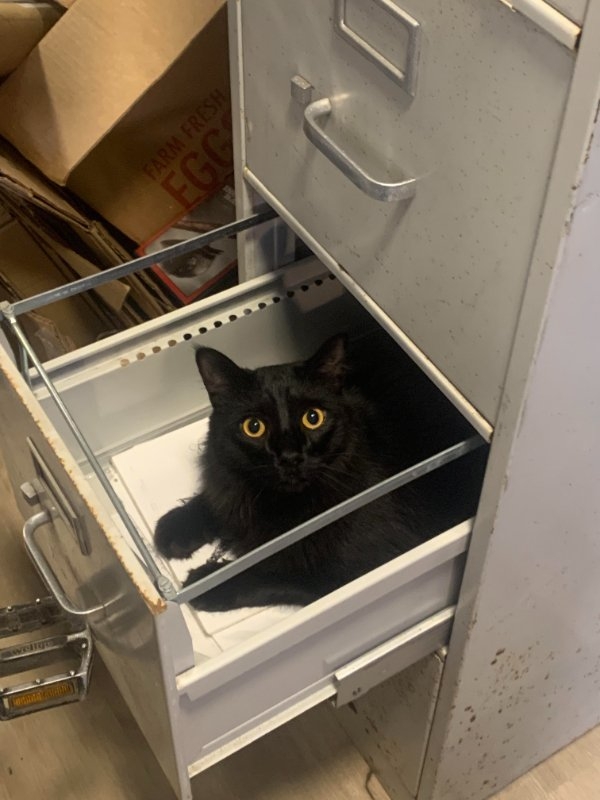 funnycats90_005