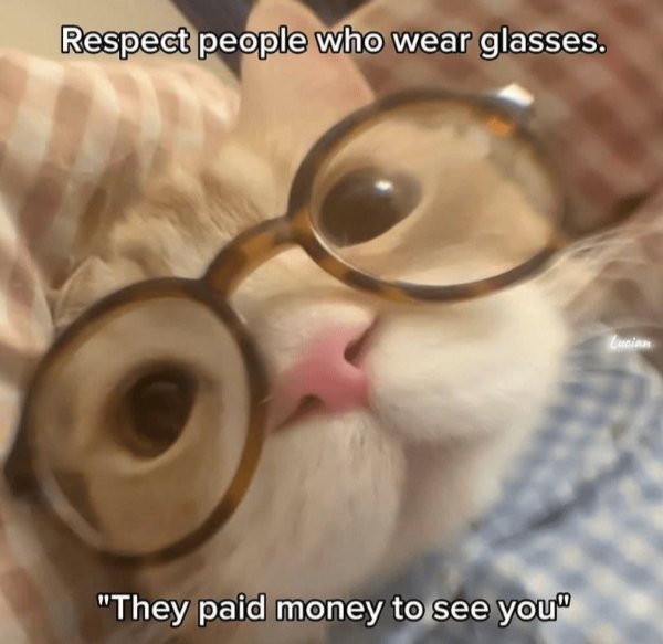 funnycats90_006