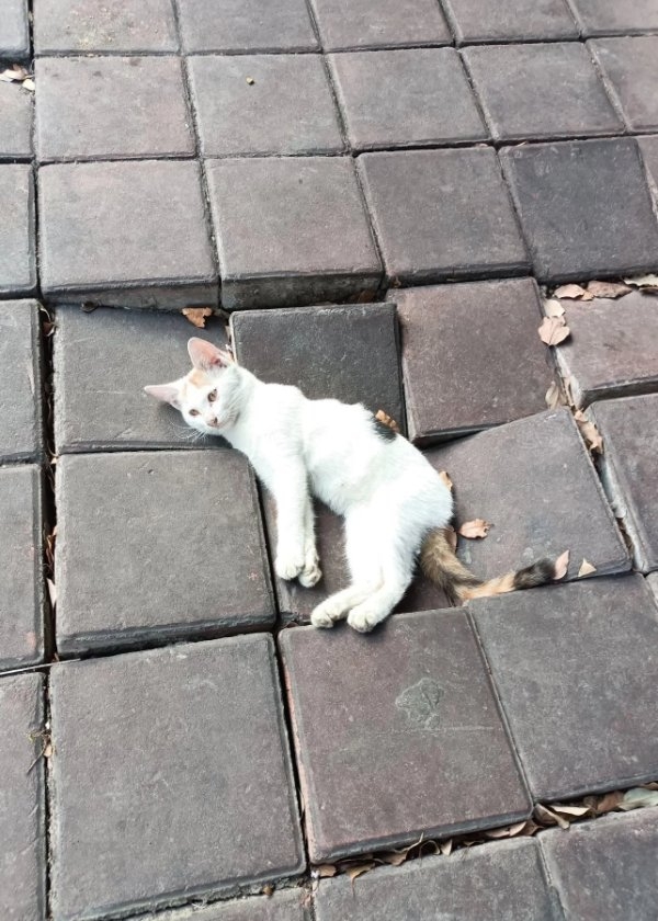 funnycats90_008