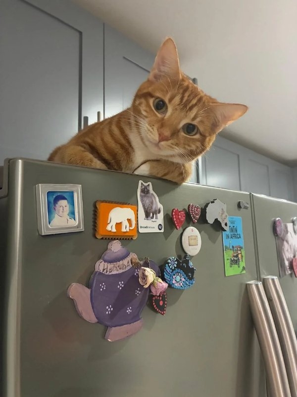 funnycats90_009