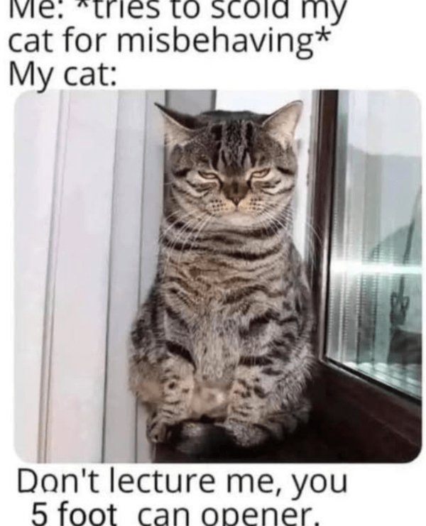 funnycats90_010