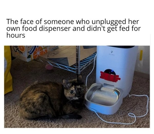 funnycats90_011