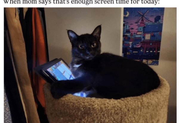 funnycats90_012