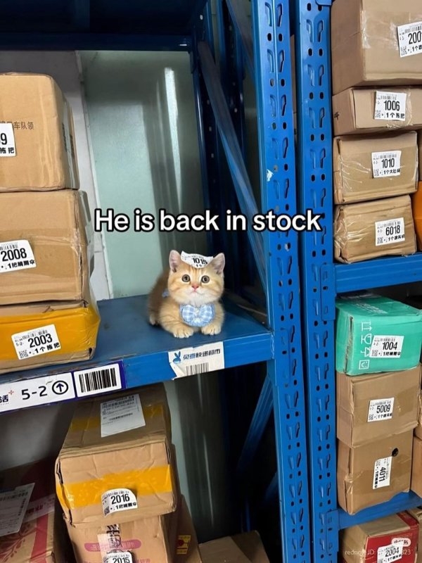 funnycats90_013