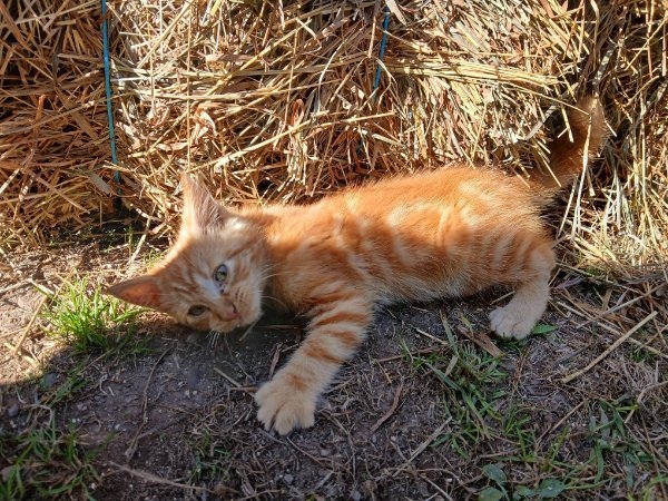funnycats90_015