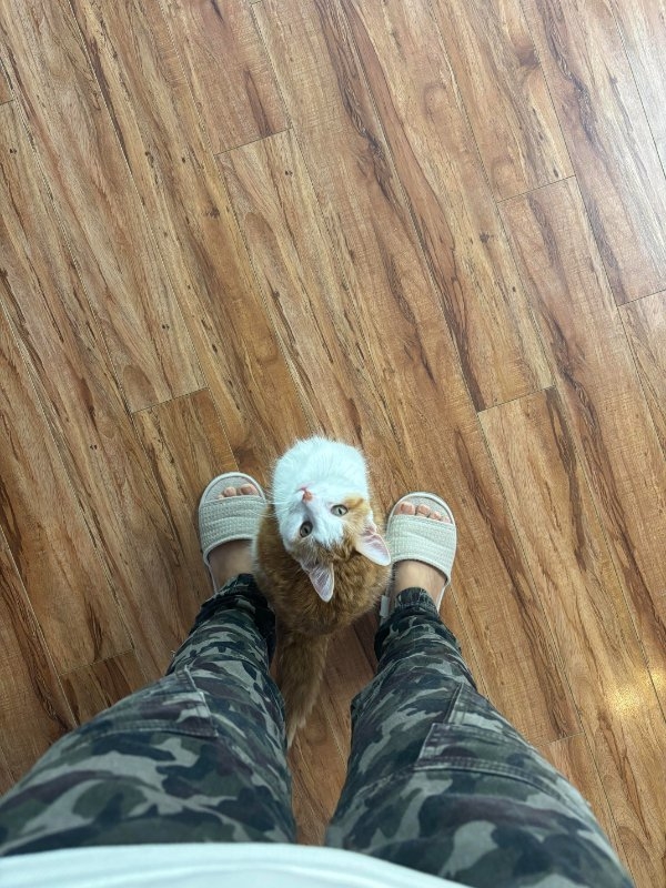 funnycats90_016