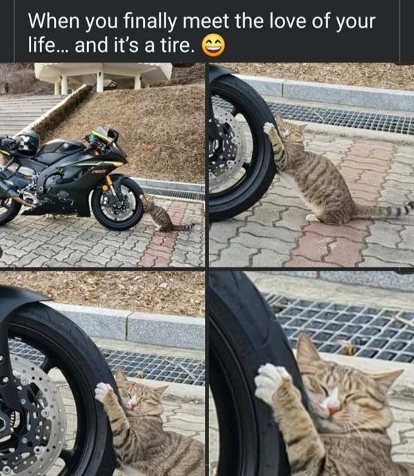funnycats90_017