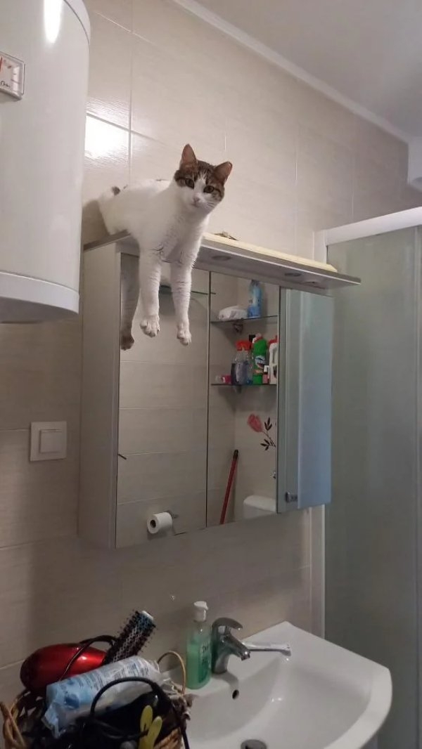 funnycats90_018