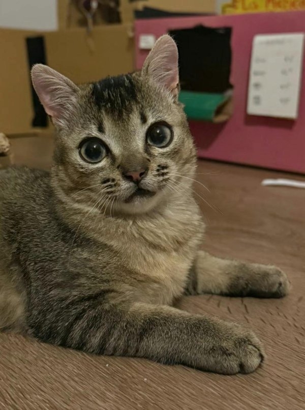 funnycats90_019
