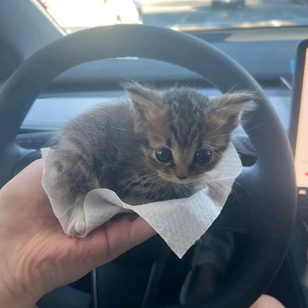 funnycats90_020