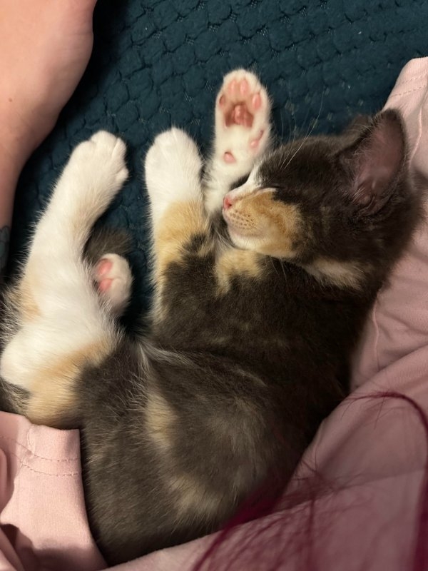 funnycats90_021