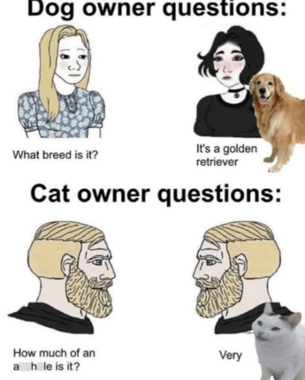 funnycats90_022