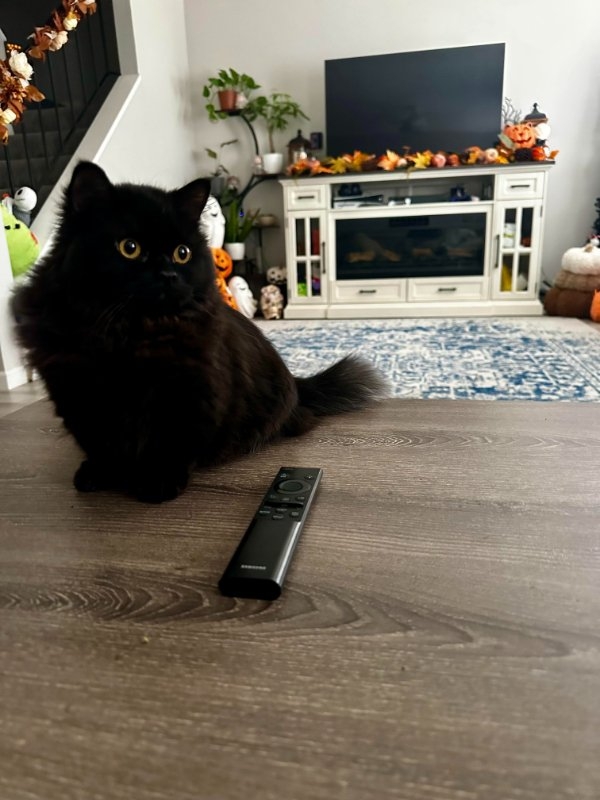 funnycats90_023