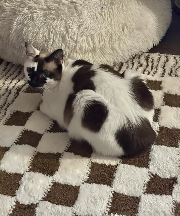 funnycats90_024