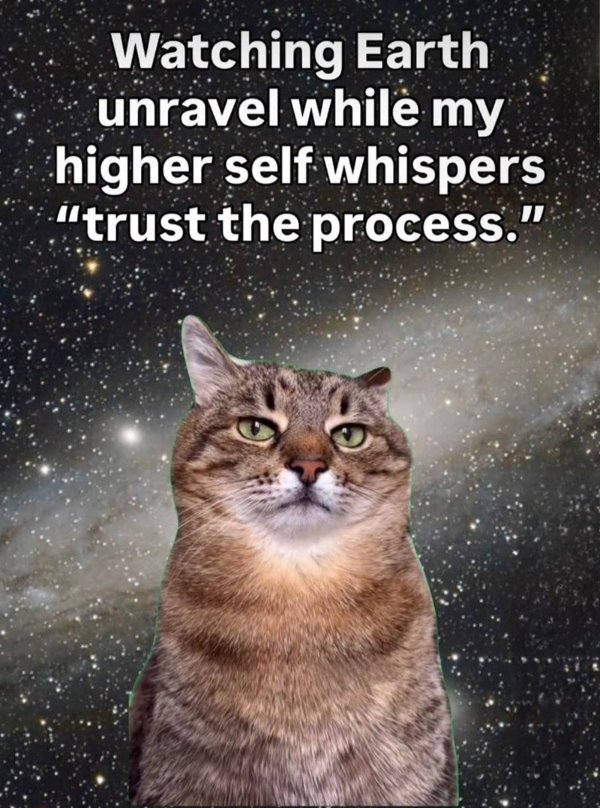 funnycats90_025