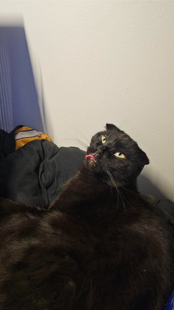 funnycats90_026