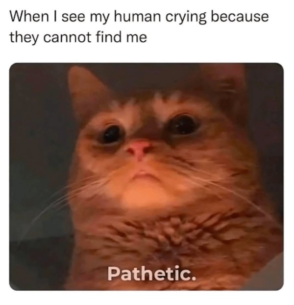 funnycats90_027