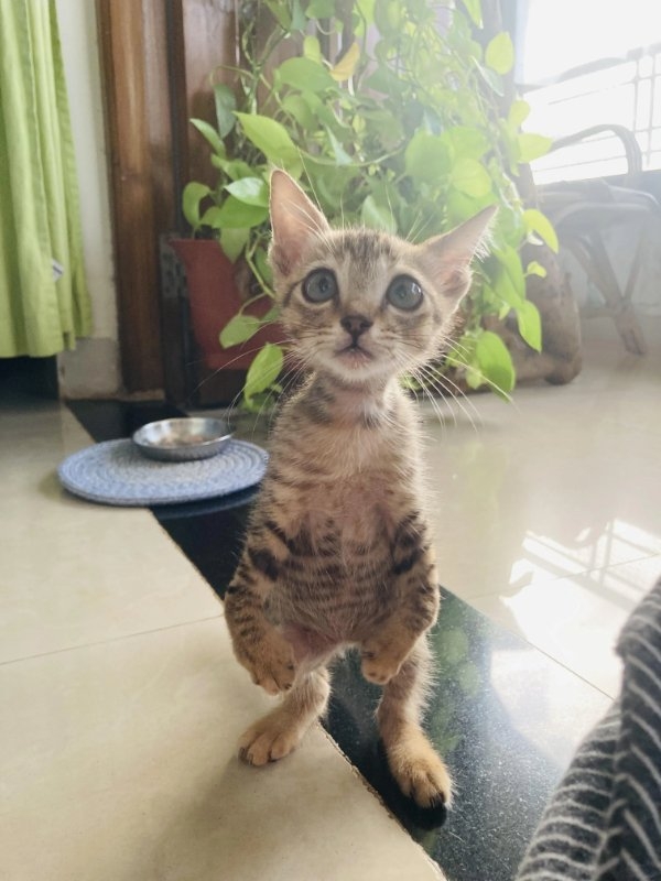funnycats90_029