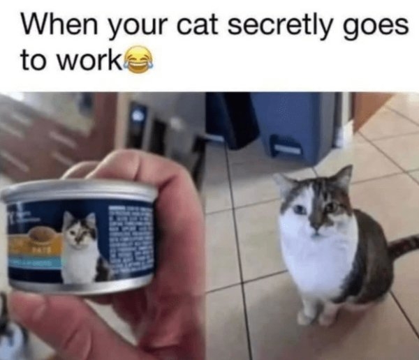 funnycats90_031