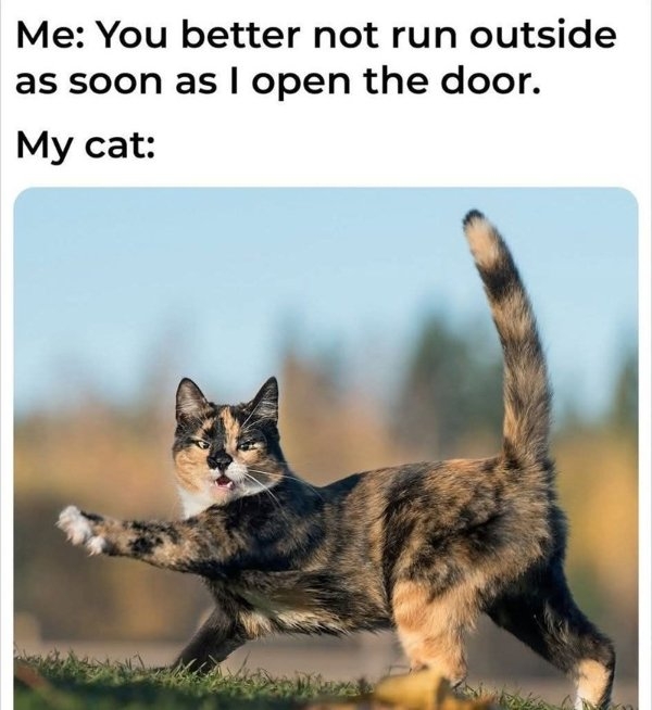 funnycats90_032