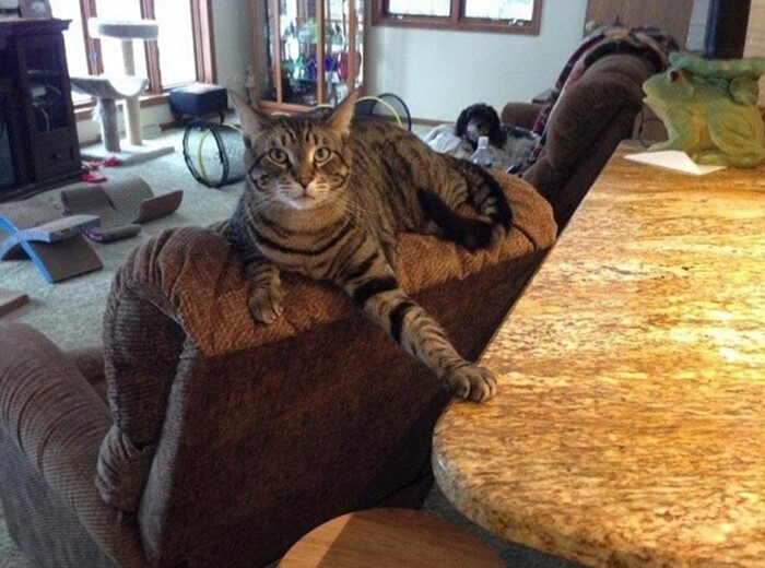 funnycats90_034