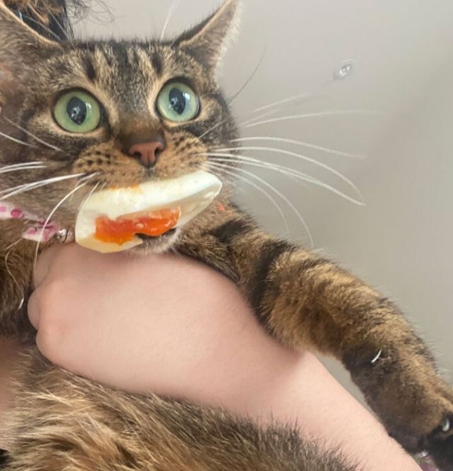 funnycats90_036
