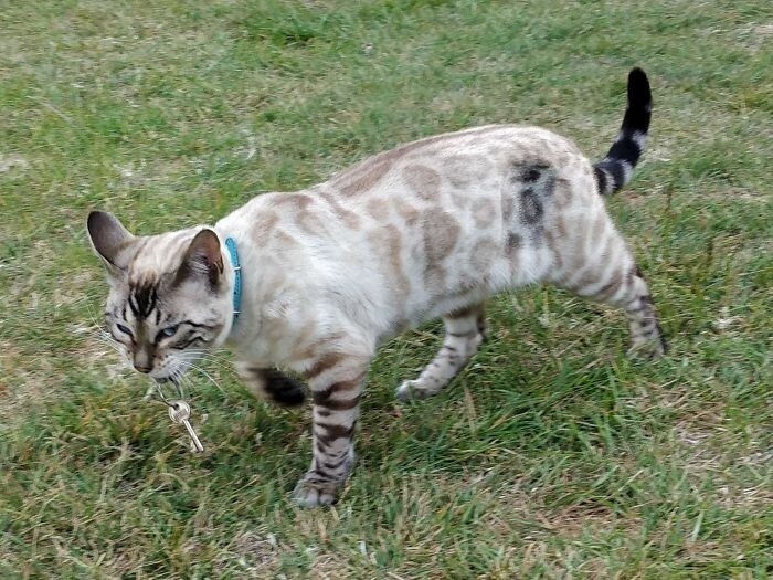 funnycats90_038