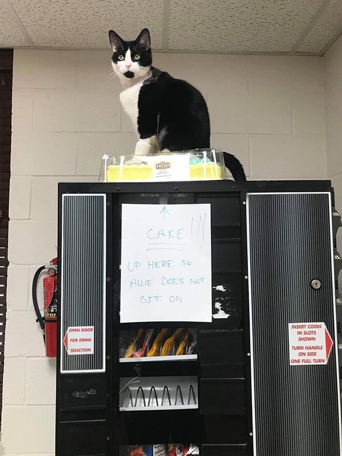 funnycats90_039
