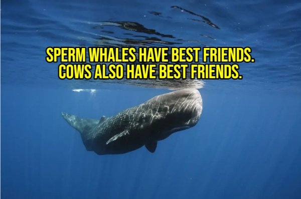 interestingfacts299_009