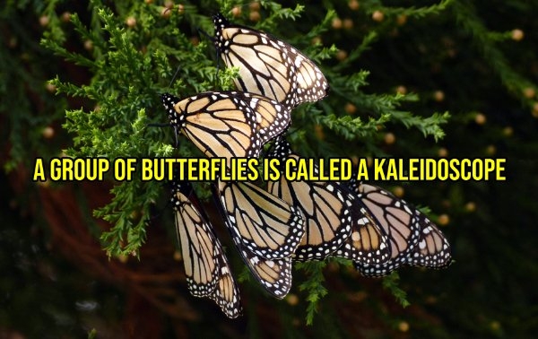 interestingfacts299_013