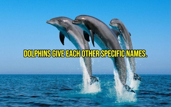 interestingfacts299_014