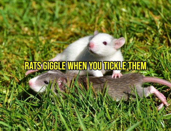 interestingfacts299_016