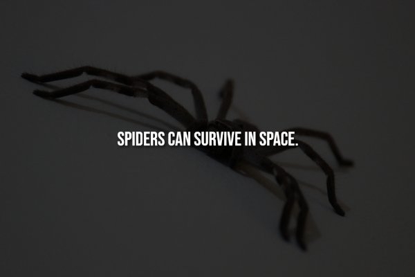 interestingfacts300_008